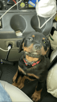 Rottweiler Puppies for sale in Queens, NY, USA. price: NA