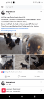 Rottweiler Puppies for sale in Winfield, AL 35594, USA. price: NA