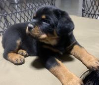 Rottweiler Puppies for sale in Woodburn, IN 46797, USA. price: NA