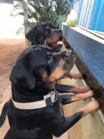 Rottweiler Puppies for sale in 5th Cross Rd, Ambedkar Nagar, Whitefield, Bengaluru, Karnataka, India. price: 15000 INR
