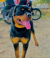 Rottweiler Puppies for sale in Rohtak, Haryana, India. price: 8000 INR