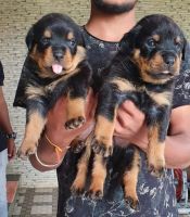 Rottweiler Puppies for sale in Bengaluru, Karnataka, India. price: 16000 INR