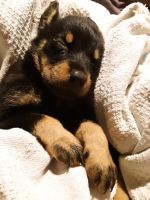 Rottweiler Puppies for sale in Adel, GA 31620, USA. price: NA