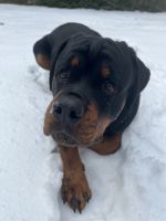 Rottweiler Puppies for sale in Advance, NC 27006, USA. price: NA