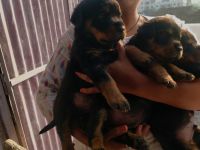 Rottweiler Puppies for sale in Pune, Maharashtra, India. price: 20000 INR