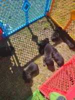 Rottweiler Puppies for sale in 116 Lodge Rd, Pendleton, SC 29670, USA. price: NA