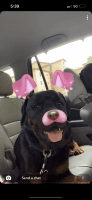 Rottweiler Puppies for sale in Orlando, FL, USA. price: NA