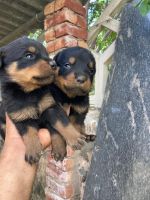 Rottweiler Puppies for sale in Greater Noida, Uttar Pradesh, India. price: 20000 INR
