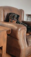 Rottweiler Puppies for sale in Ebensburg, PA 15931, USA. price: NA