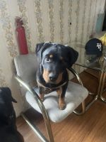 Rottweiler Puppies for sale in Los Angeles, CA, USA. price: NA