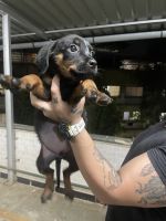 Rottweiler Puppies for sale in Mira Road, Mira Bhayandar, Maharashtra, India. price: 25000 INR