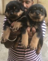 Rottweiler Puppies for sale in Chennai, Tamil Nadu, India. price: NA