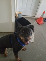 Rottweiler Puppies for sale in Austin, TX 78758, USA. price: NA