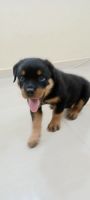 Rottweiler Puppies for sale in Hoskote, Karnataka, India. price: 30000 INR