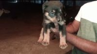 Rottweiler Puppies for sale in Battarahalli, Bengaluru, Karnataka, India. price: 20000 INR