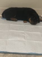 Rottweiler Puppies for sale in Farmington Hills, MI, USA. price: NA