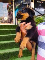 Rottweiler Puppies for sale in Jaipur, Rajasthan, India. price: 17000 INR