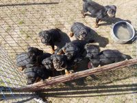 Rottweiler Puppies for sale in Savoy, TX 75479, USA. price: NA