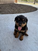 Rottweiler Puppies for sale in Manor, TX 78653, USA. price: NA