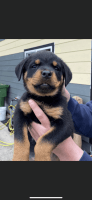 Rottweiler Puppies for sale in Rainier, OR 97048, USA. price: NA