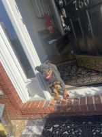 Rottweiler Puppies for sale in Cookeville, TN, USA. price: NA
