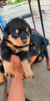 Rottweiler Puppies for sale in Aram Ghar Cross Road, Mohan Reddy Nagar, Shivarampally Jagir, Telangana 500052. price: 25000 INR