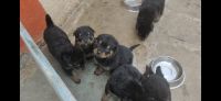 Rottweiler Puppies for sale in Thane, Maharashtra, India. price: 20000 INR