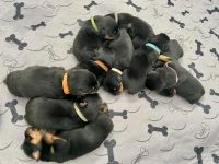 Rottweiler Puppies for sale in Melrose Park, IL, USA. price: NA