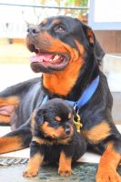 Rottweiler Puppies for sale in Talegaon Dabhade, Maharashtra, India. price: 20000 INR