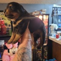 Rottweiler Puppies for sale in Pendleton, SC 29670, USA. price: NA