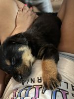Rottweiler Puppies for sale in Fort Worth, TX 76106, USA. price: NA
