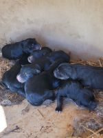 Rottweiler Puppies for sale in Blountville, TN 37617, USA. price: NA
