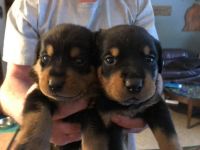 Rottweiler Puppies for sale in Saranac, MI 48881, USA. price: NA