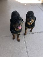 Rottweiler Puppies for sale in Las Vegas, NV, USA. price: NA