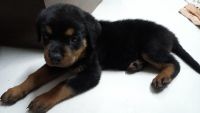 Rottweiler Puppies for sale in Madhapur, Telangana, India. price: 32000 INR