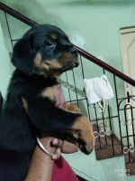 Rottweiler Puppies for sale in Coimbatore, Tamil Nadu, India. price: 28500 INR
