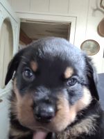 Rottweiler Puppies for sale in Knoxville, IA 50138, USA. price: NA