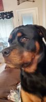 Rottweiler Puppies for sale in Anna, TX 75409, USA. price: NA