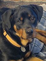 Rottweiler Puppies for sale in Topeka, KS, USA. price: NA