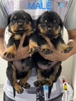 Rottweiler Puppies for sale in Baguiati, Kolkata, West Bengal, India. price: 15000 INR