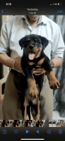 Rottweiler Puppies for sale in Tingre Nagar, Pune, Maharashtra, India. price: 28 INR
