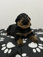 Rottweiler Puppies for sale in Melrose Park, IL 60160, USA. price: NA