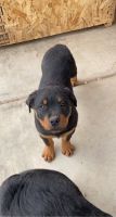 Rottweiler Puppies for sale in Kingman, AZ, USA. price: NA