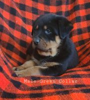 Rottweiler Puppies for sale in Buxton, OR 97109, USA. price: NA
