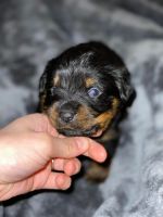 Rottweiler Puppies for sale in Clayton, WI 54004, USA. price: NA