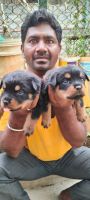 Rottweiler Puppies for sale in Whitefield Main Rd, Prasanth Extension, Whitefield, Bengaluru, Karnataka, India. price: 21 INR