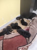 Rottweiler Puppies for sale in Obariya Rd, Choybasatoli, Hatia, Ranchi, Jharkhand 834003, India. price: 20000 INR