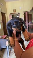 Rottweiler Puppies for sale in Bolarum Railway Crossing Rd, Maa Santoshi Colony Phase 1, Maa Santoshi Colony, Bolarum, Secunderabad, Telangana 500010, India. price: 25000 INR