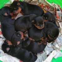 Rottweiler Puppies for sale in Chikkabanavara, Bengaluru, Karnataka 560090, India. price: 18000 INR