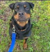 Rottweiler Puppies for sale in Deltona, FL 32738, USA. price: NA